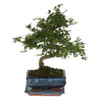 Bonsai Zelkova S-shape incl. decorative blue pot