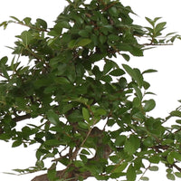 Bonsai Zelkova S-shape incl. decorative blue pot