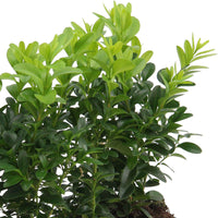 Boxwood hedge - Hardy plant