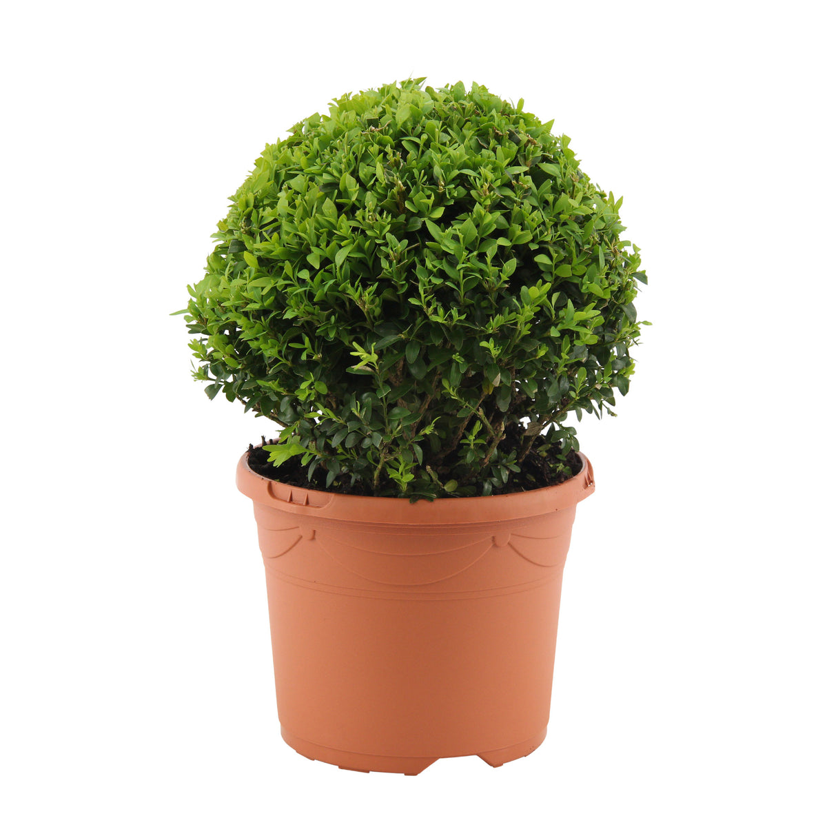 Buxus sempervirens spherical shape - Hardy plant