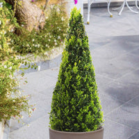 Buxus sempervirens - Hardy plant
