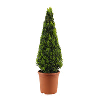 Buxus sempervirens - Hardy plant