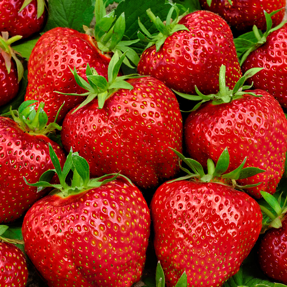10x Strawberry Fragaria 'Elsanta' red - Bare rooted