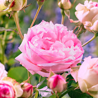 Spray rose Rosa floribunda 'Leonardo da Vinci' pink - Bare rooted - Hardy plant