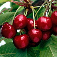 Cherry tree ‘Kordia‘ - Hardy plant