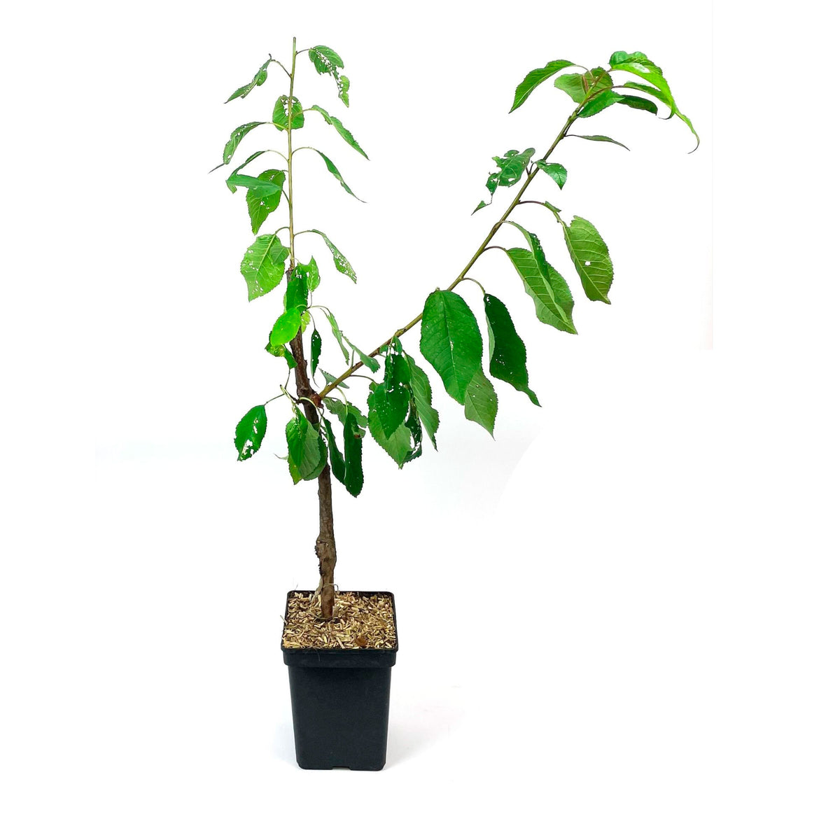 Cherry tree ‘Kordia‘ - Hardy plant