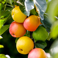 Apple tree ‘Sweet Summer‘ - Hardy plant
