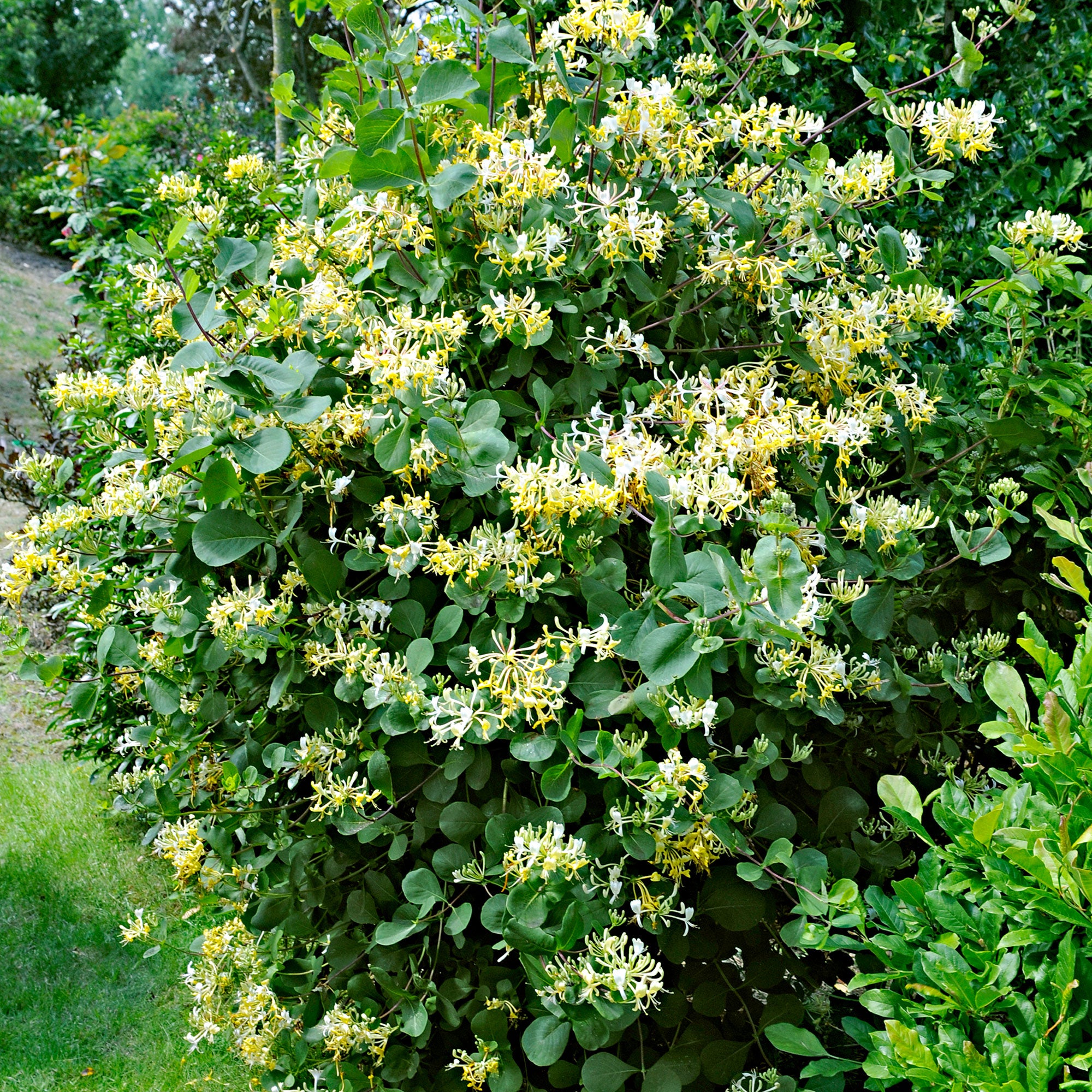 Buy Honeysuckle Lonicera 'Halliana' yellow-white | Bakker.com