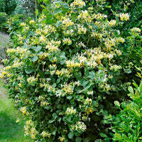 Honeysuckle Lonicera 'Halliana' yellow-white
