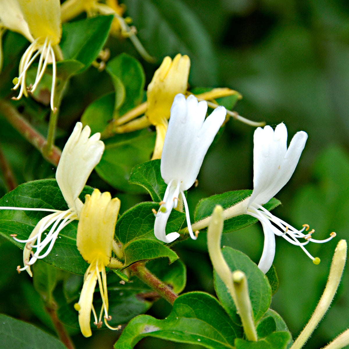 Honeysuckle Lonicera 'Halliana' yellow-white