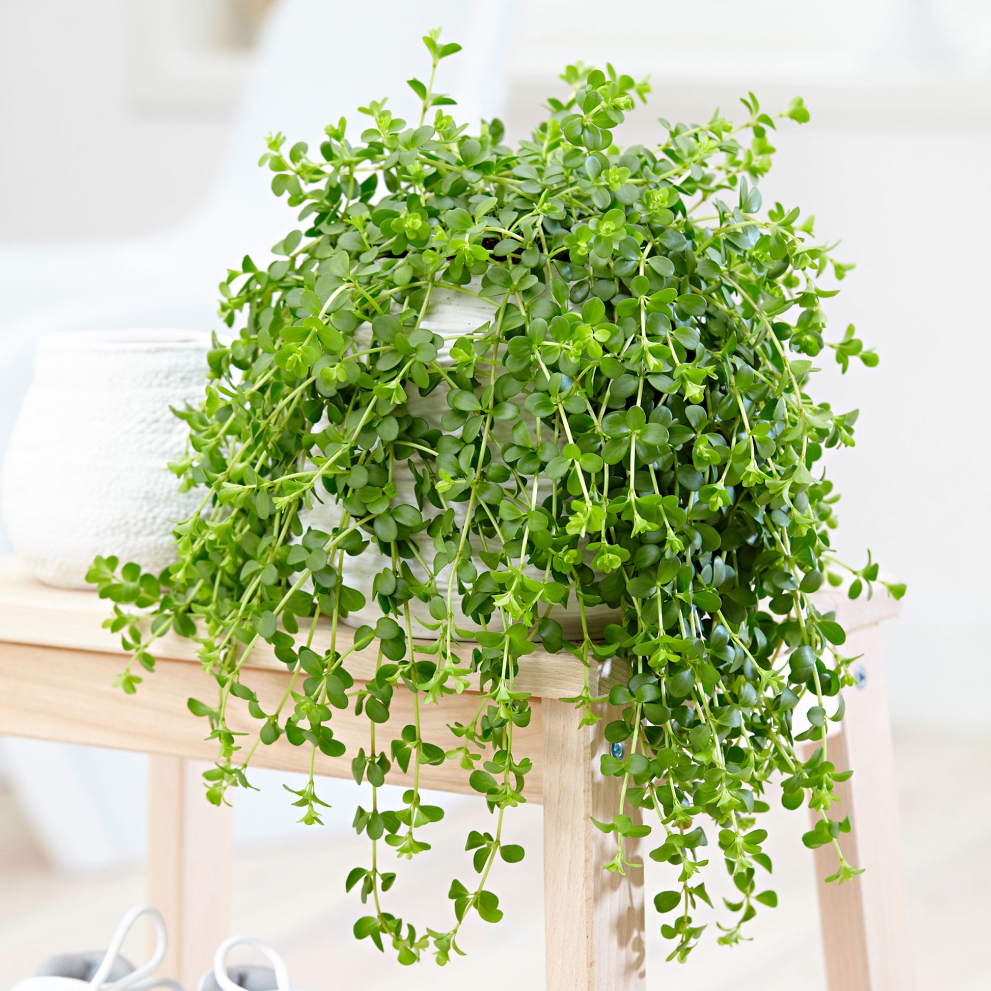 peperomia hanging plant Peperomia 'Isabelle'