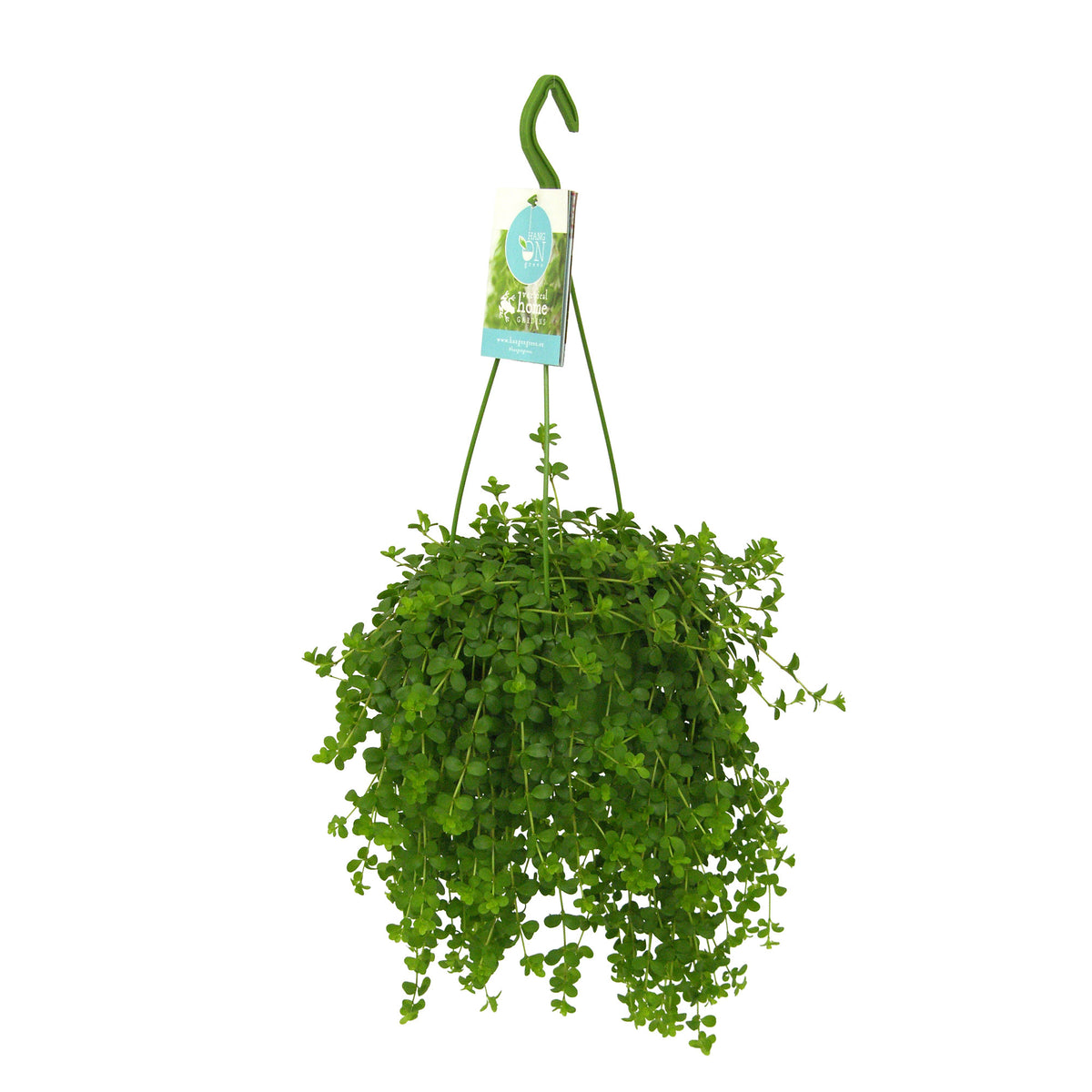 Peperomia 'Isabelle'  - Hanging plant