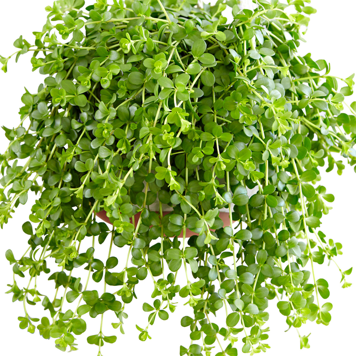 Peperomia 'Isabelle'  - Hanging plant