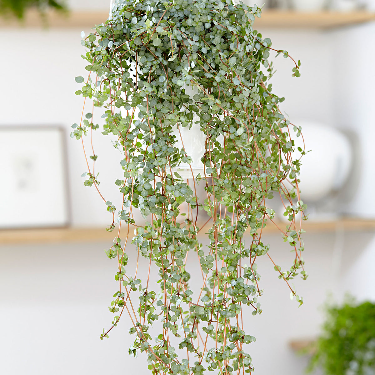 Artillery plant Pilea glaucophylla incl. plastic hanging pot  - Hanging plant