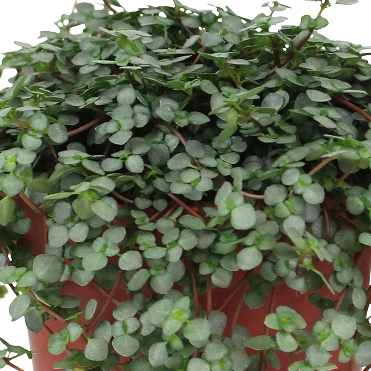 Artillery plant Pilea glaucophylla incl. plastic hanging pot  - Hanging plant