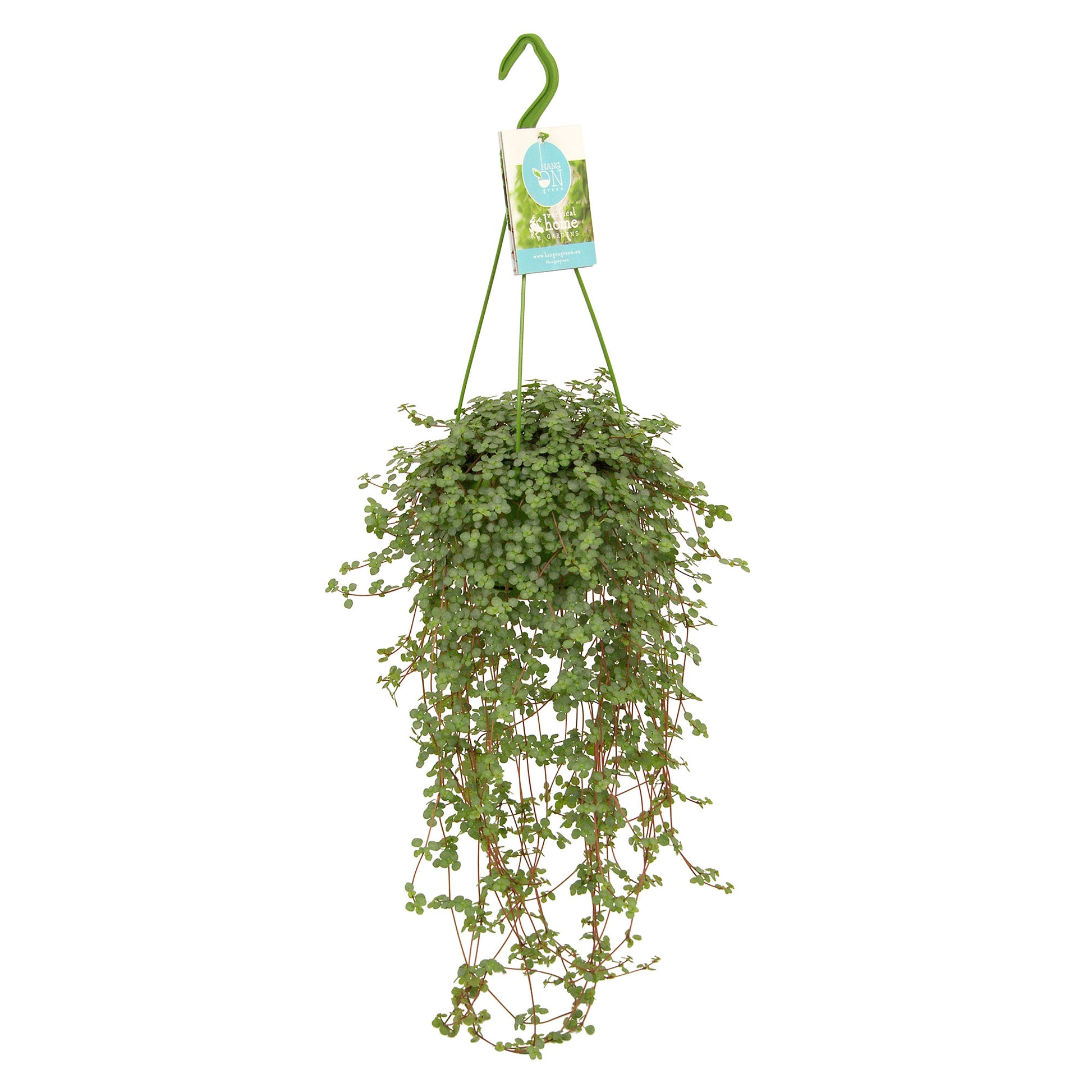 indoor artillery plant Artillery plant Pilea glaucophylla incl. plastic hanging pot