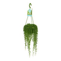 Pea plant Senecio rowleyanus  incl. plastic hanging pot   - Hanging plant