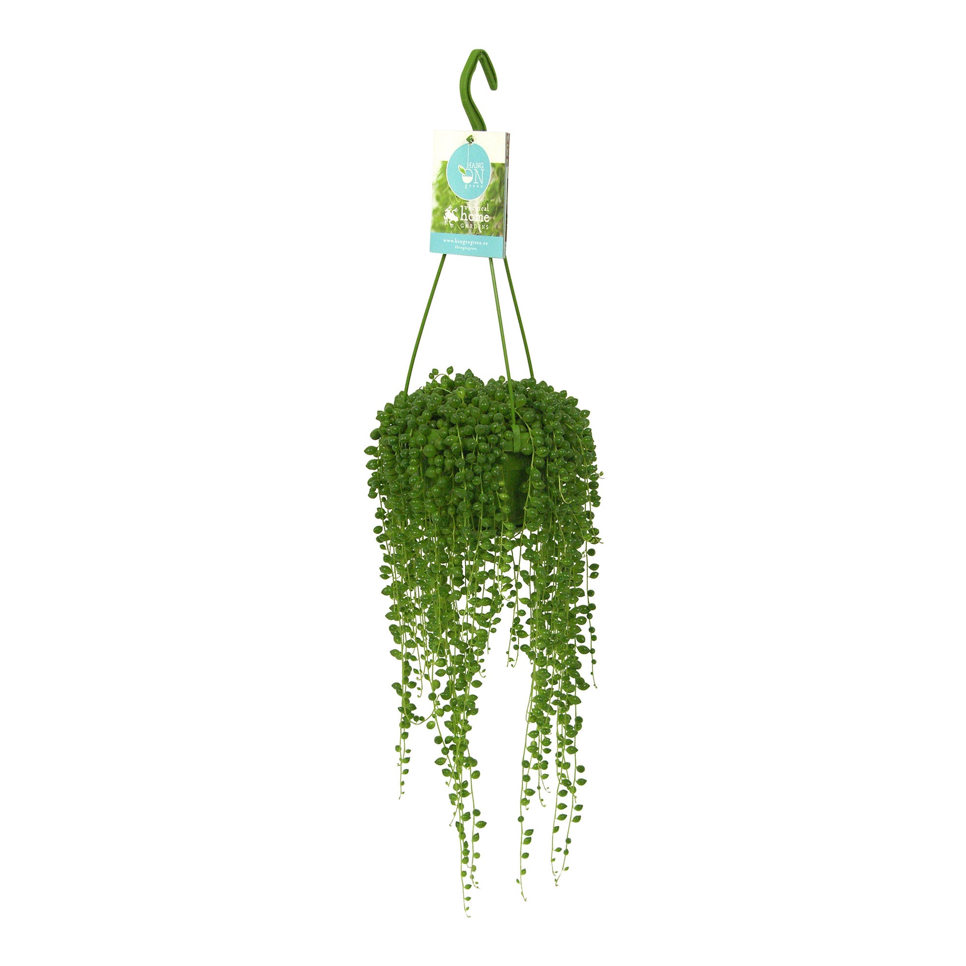 pea hanging plant Pea plant Senecio rowleyanus incl. plastic hanging pot