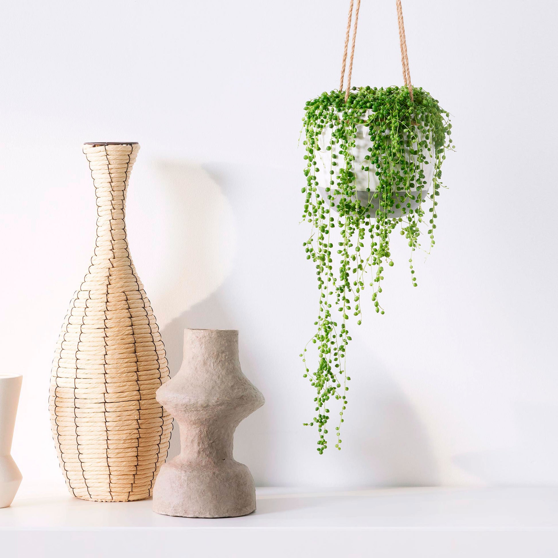 hanging plant that looks like peas Pea plant Senecio rowleyanus incl. plastic hanging pot