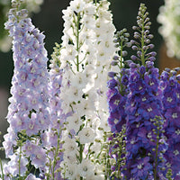 Mixed Delphinium