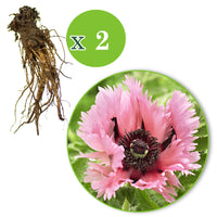 2x Oriental poppy Papaver 'Pink Perfection' pink - Bare rooted - Hardy plant