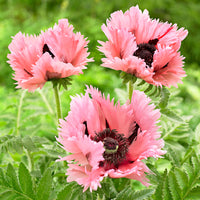 2x Oriental poppy Papaver 'Pink Perfection' pink - Bare rooted - Hardy plant