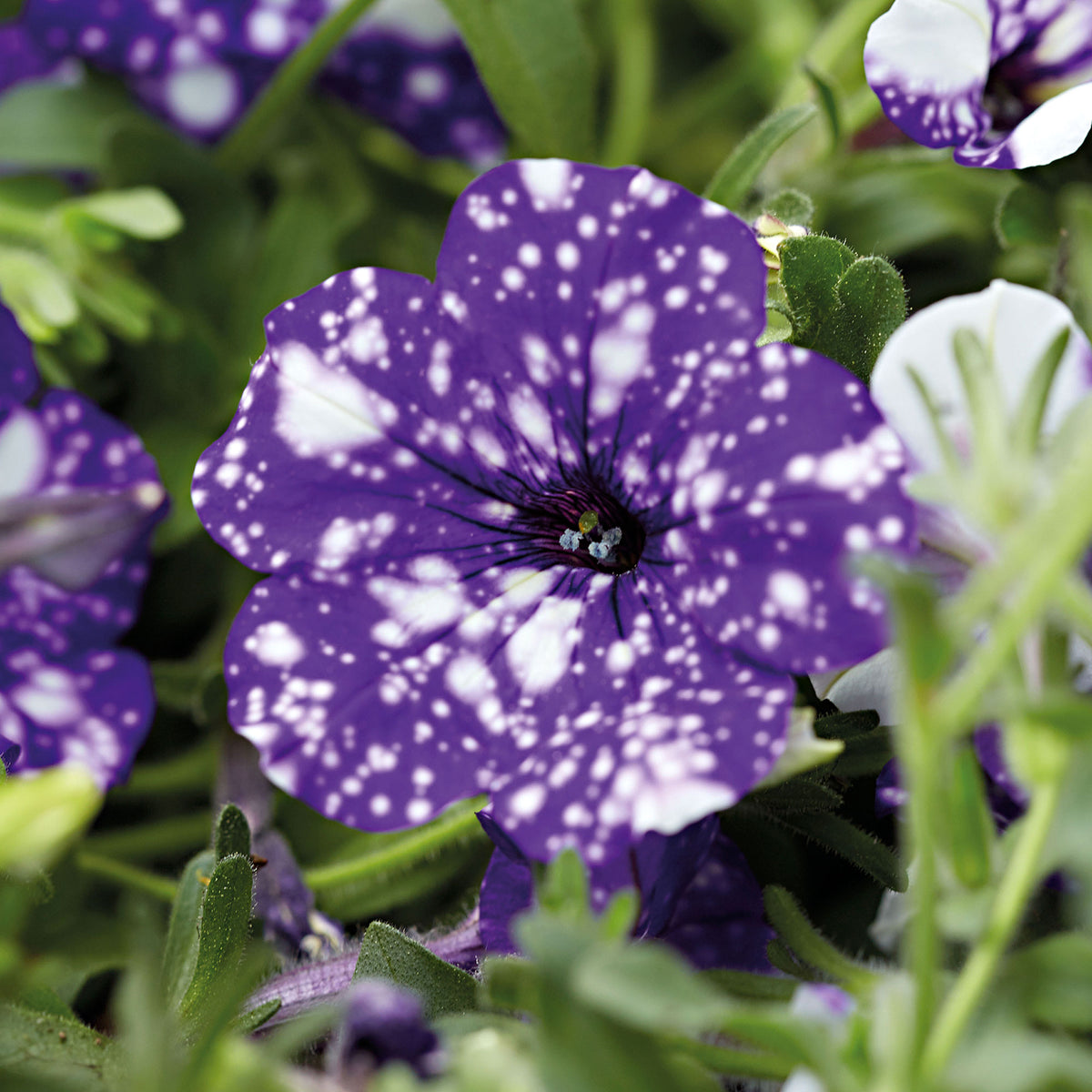 3x  Petunia 'Night Sky'® Blue
