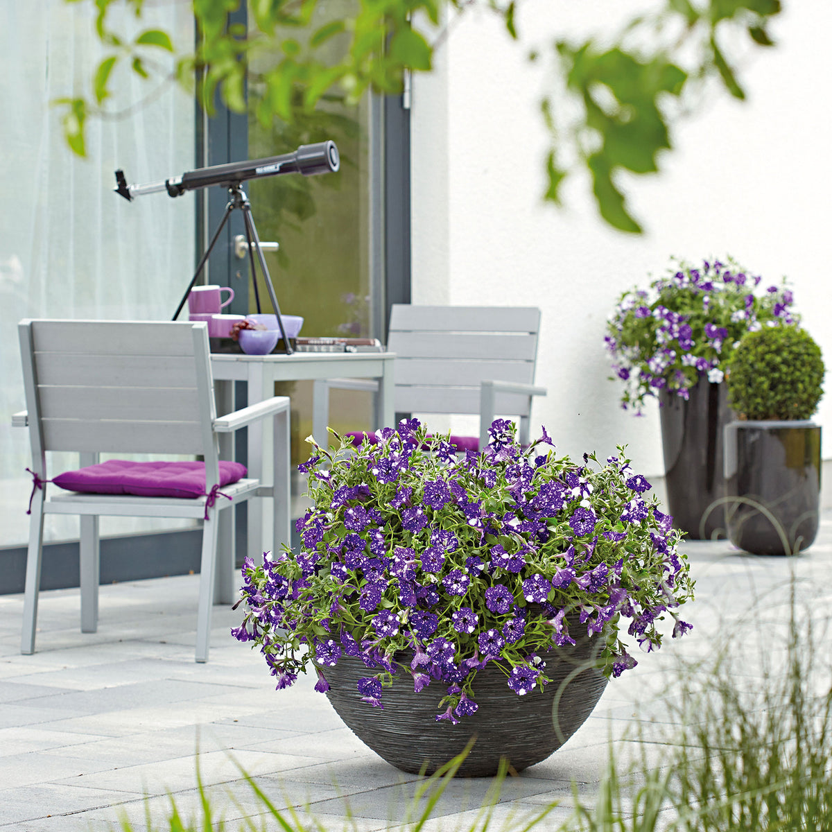 3x  Petunia 'Night Sky'® Blue