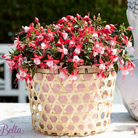 3x Fuchsia 'Evita' red-white