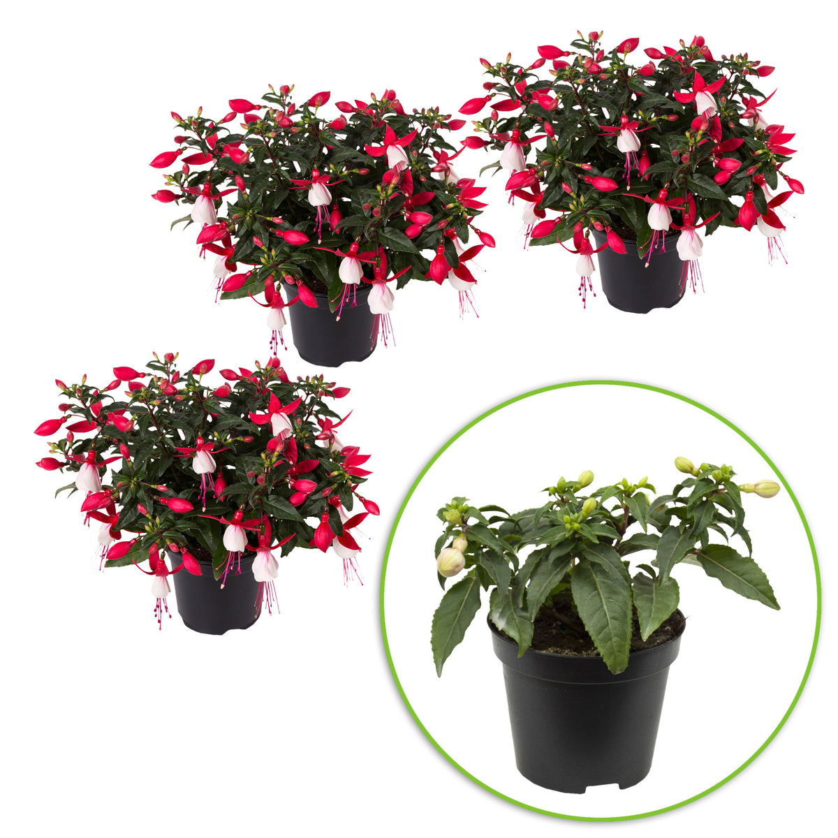 3x Fuchsia 'Evita' red-white
