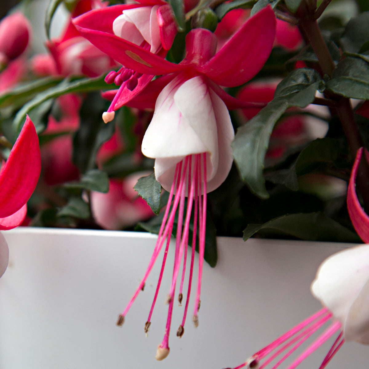 3x Fuchsia 'Evita' red-white
