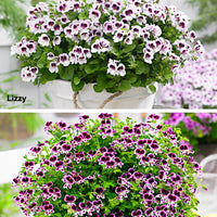 6x Geraniums Pelargonium 'Mosquitaway Eva' + 'Mosquitaway Lizzy' purple-white