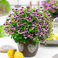 6x Geraniums Pelargonium 'Mosquitaway Eva' + 'Mosquitaway Lizzy' purple-white