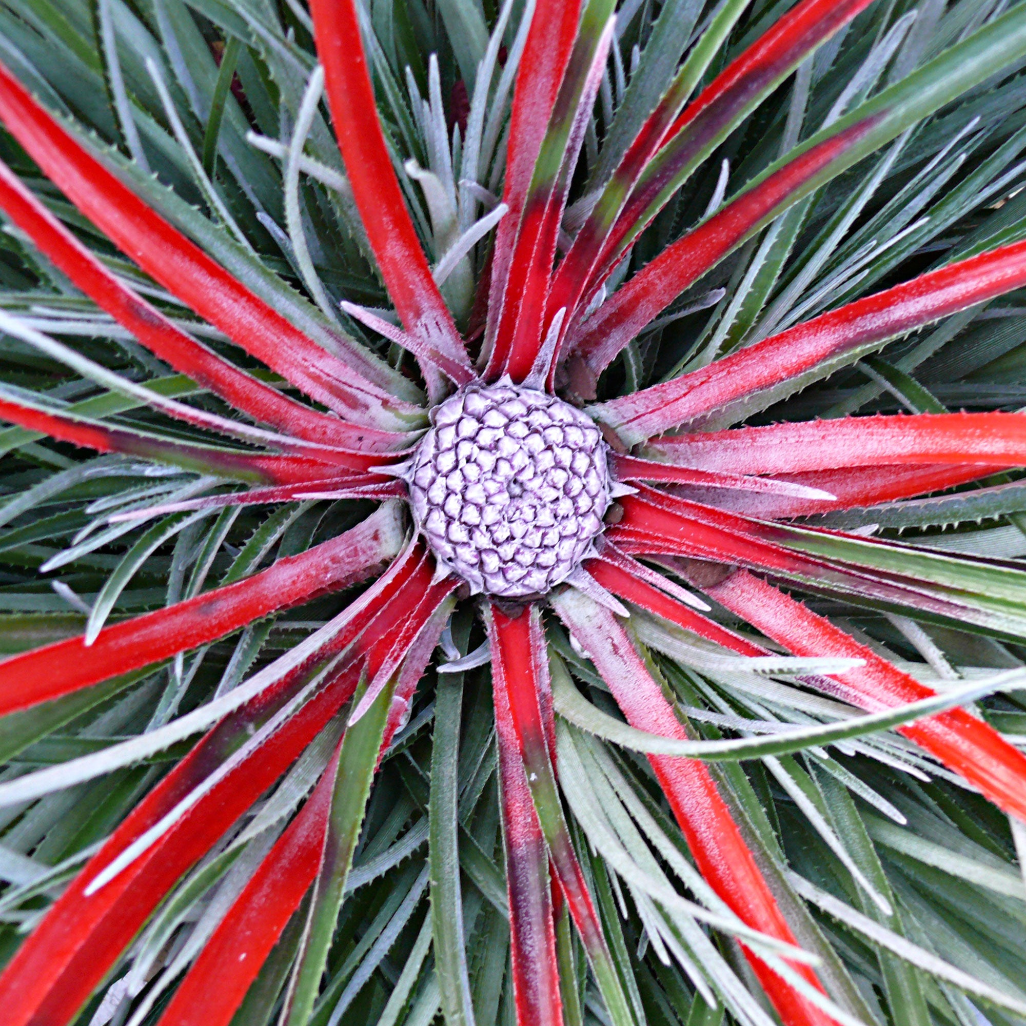 Bromelia Fascicularia 'Bicolor' Green-Red - Hardy plant