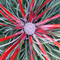 Bromelia Fascicularia 'Bicolor'  Green-Red - Hardy plant