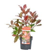 Photinia 'Magical Volcano' red - Hardy plant