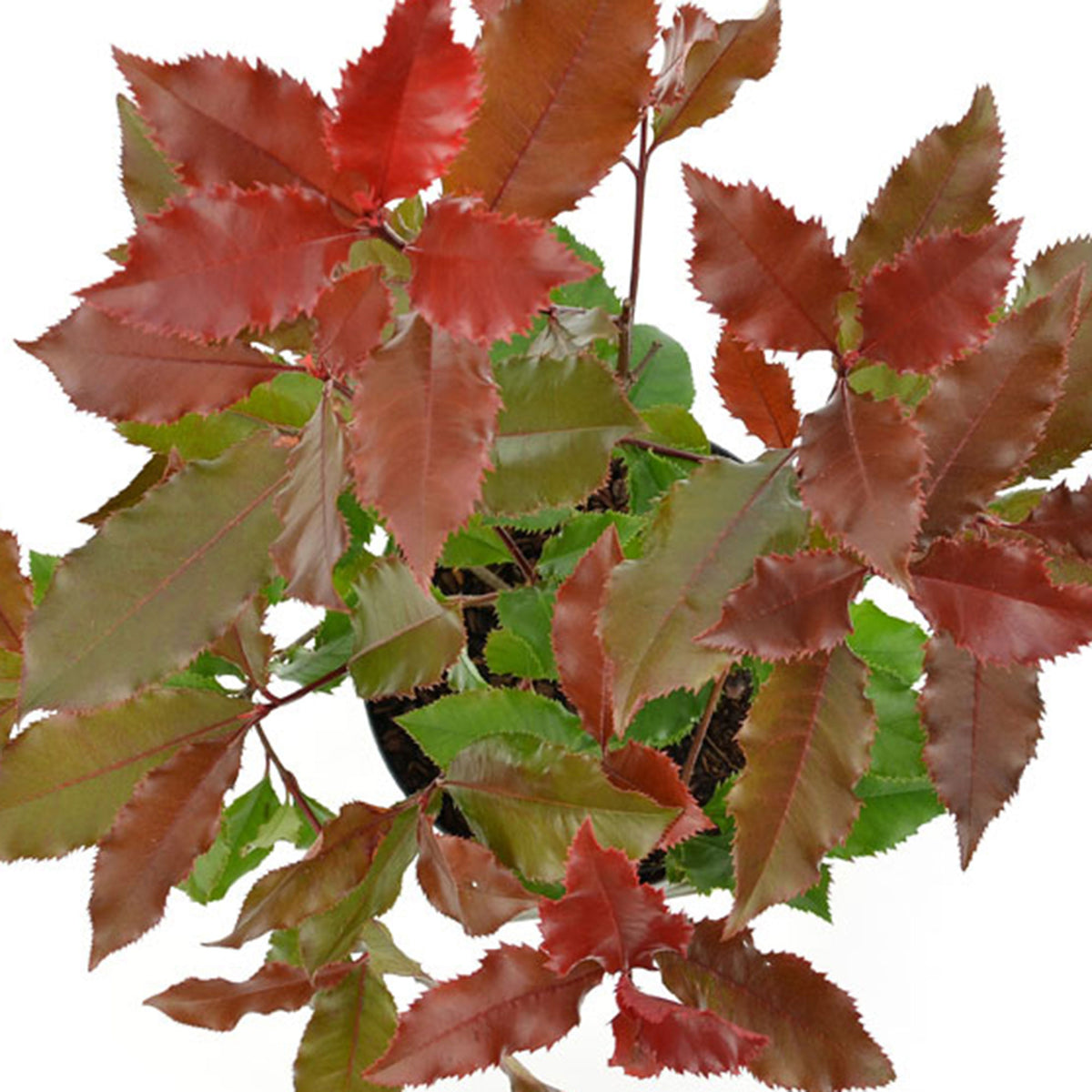 Photinia 'Magical Volcano' red - Hardy plant