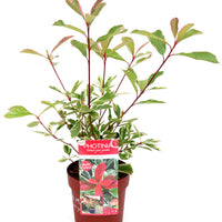 Photinia 'Pink Marble' pink - Hardy plant