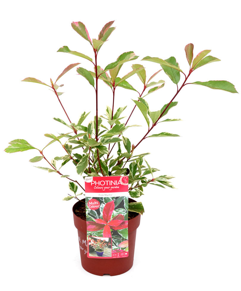 Photinia 'Pink Marble' pink - Hardy plant