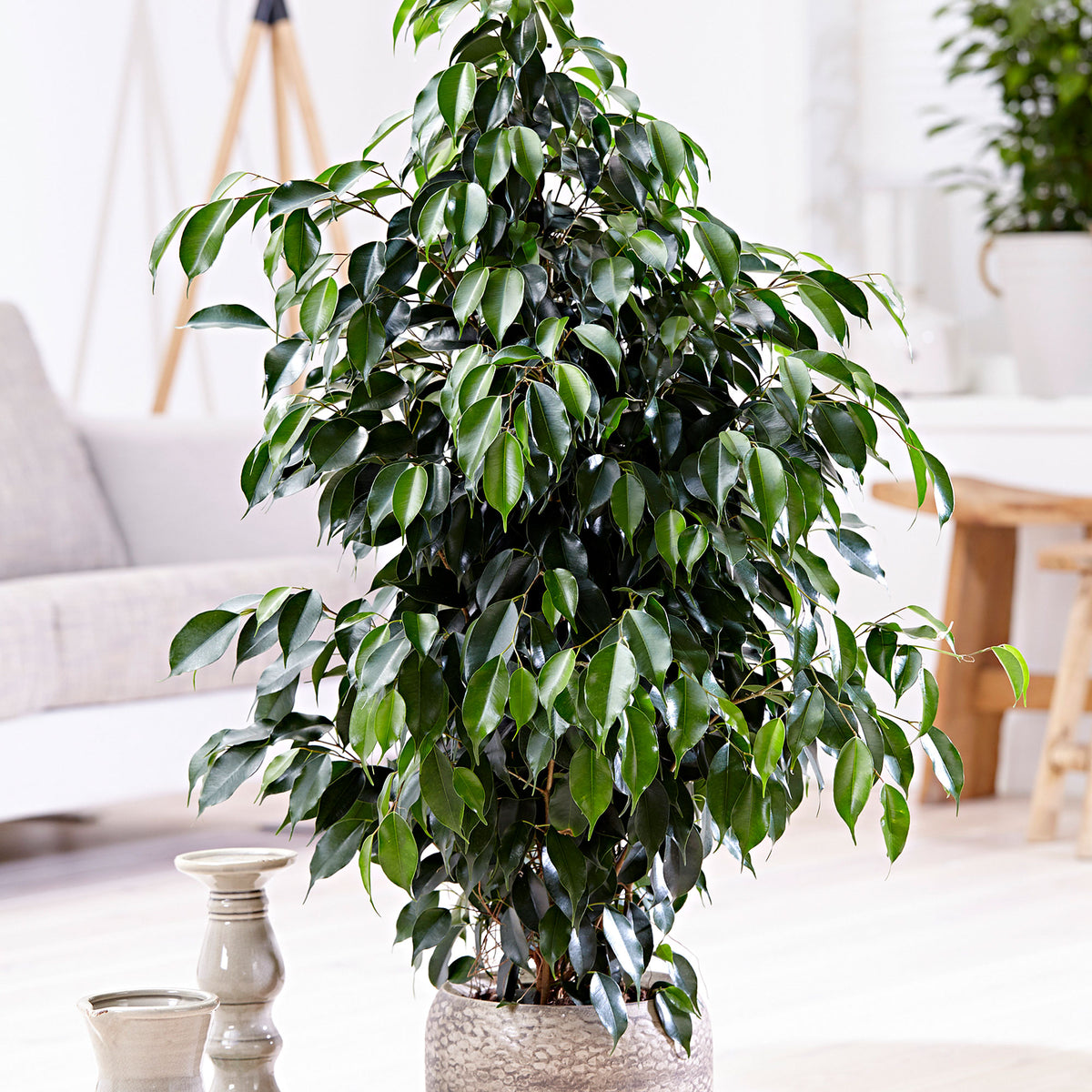Weeping fig Ficus benjamina 'Danielle' with natural-coloured wicker basket