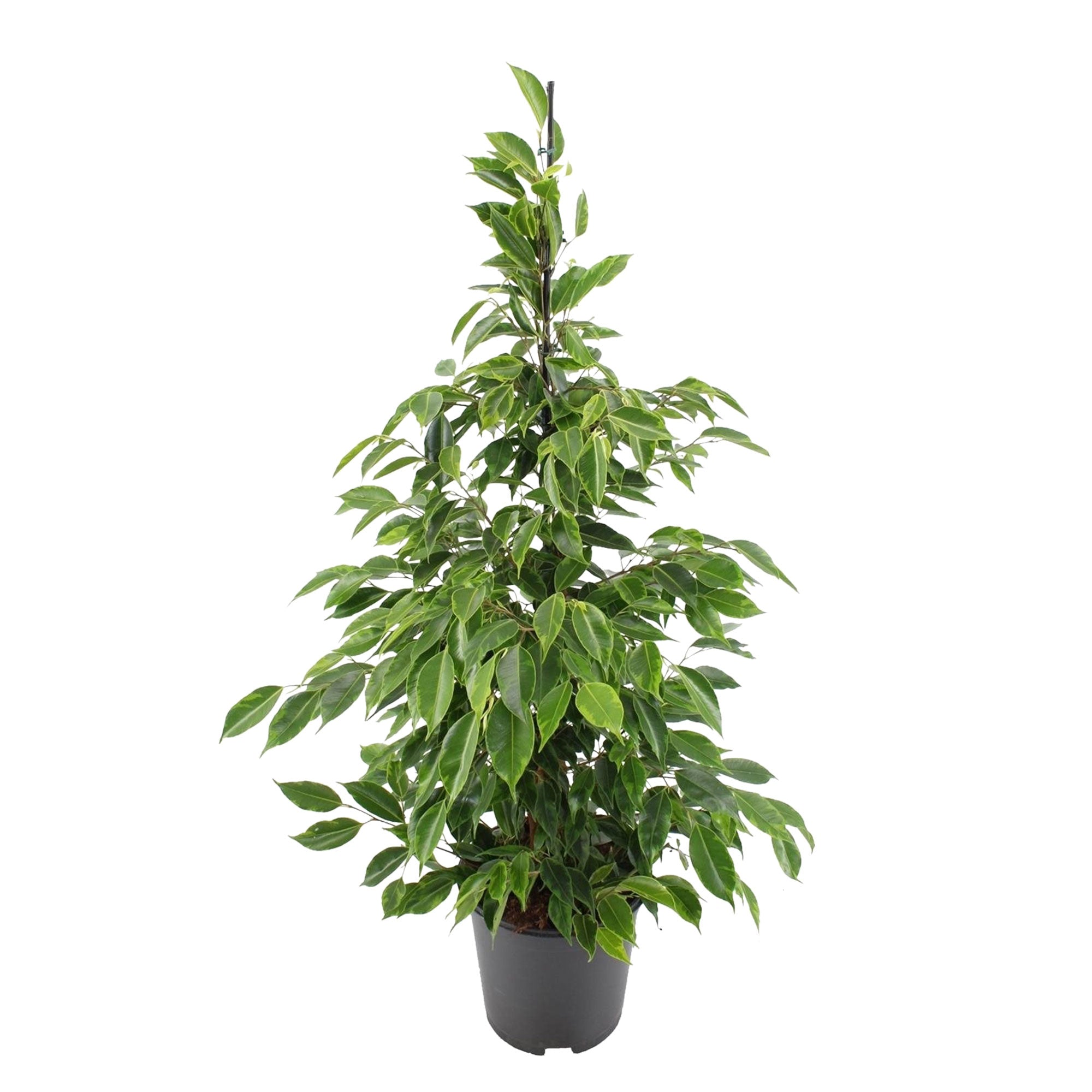 Weeping Fig Ficus benjamina 'Anastasia'
