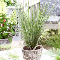 Feather reed grass Calamagrostis 'Overdam' green-cream incl. decorative pot - Hardy plant