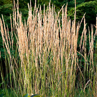 Feather reed grass Calamagrostis 'Overdam' green-cream - Hardy plant