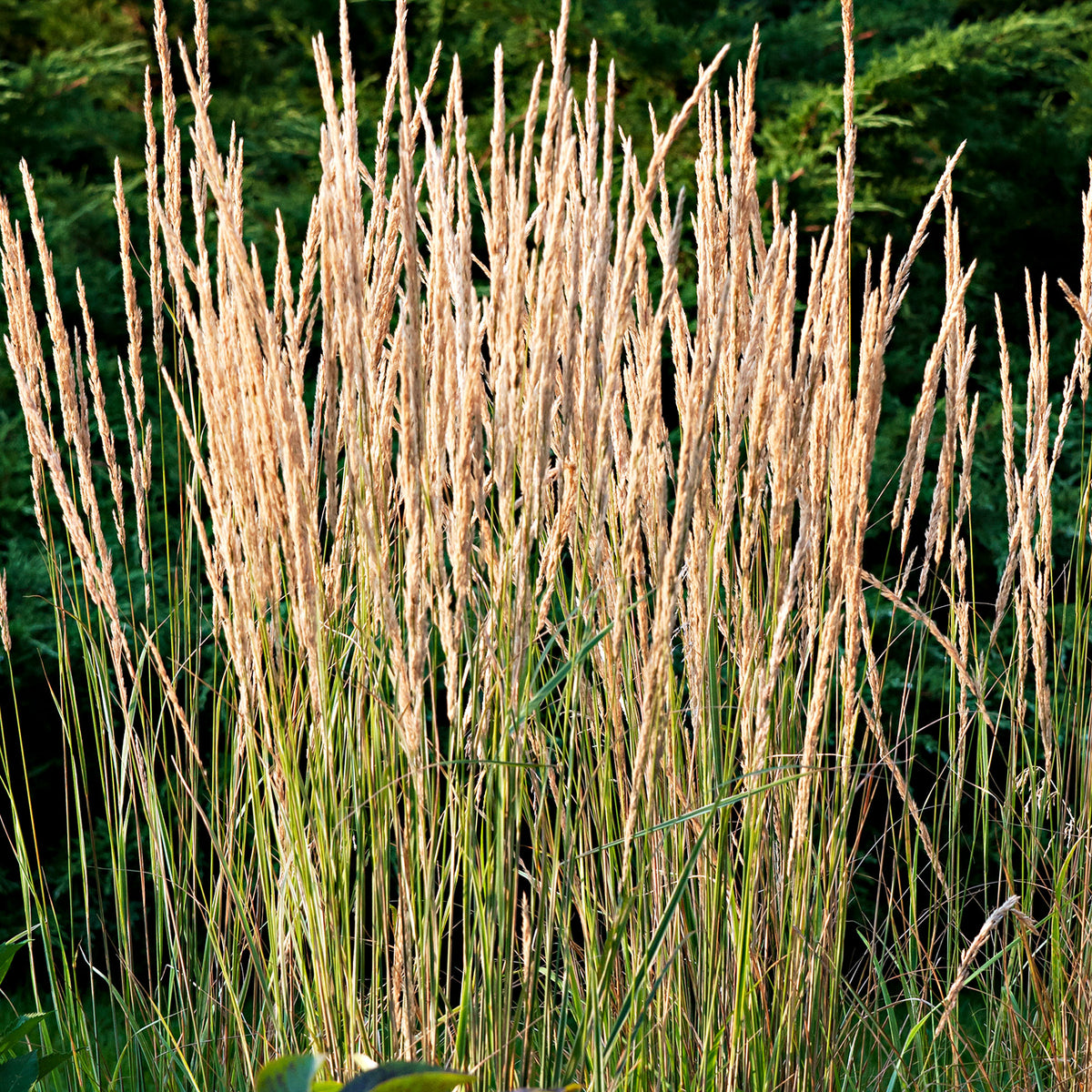 Feather reed grass Calamagrostis 'Overdam' green-cream incl. decorative pot - Hardy plant