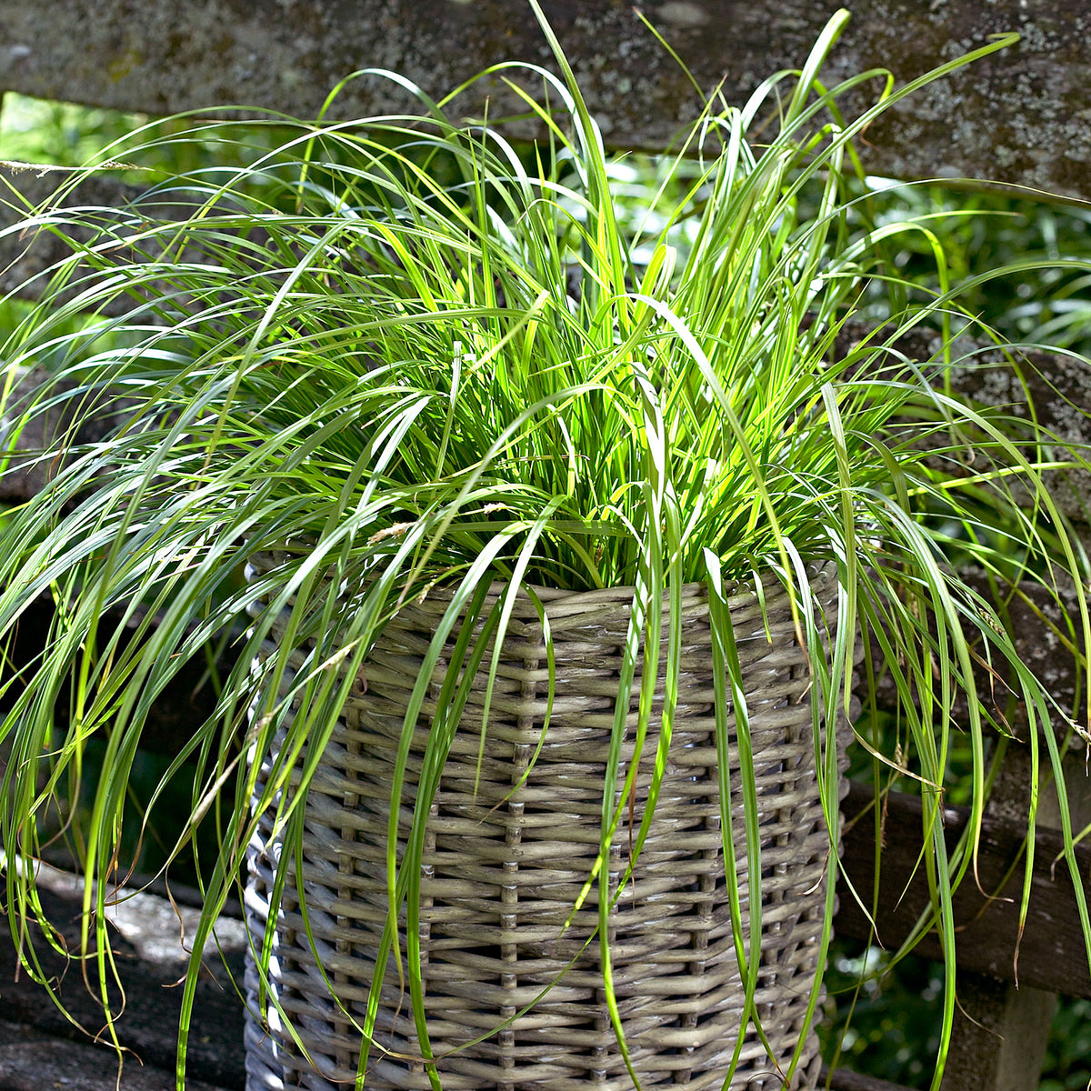 Sedge 'Evergold' yellow-green - Hardy plant
