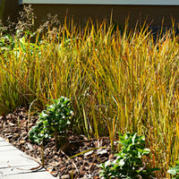 Sedge Carex 'Prairie Fire' green-brown - Hardy plant