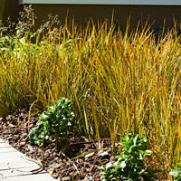 2x . 'Prairie Fire' green-brown incl. decorative pot