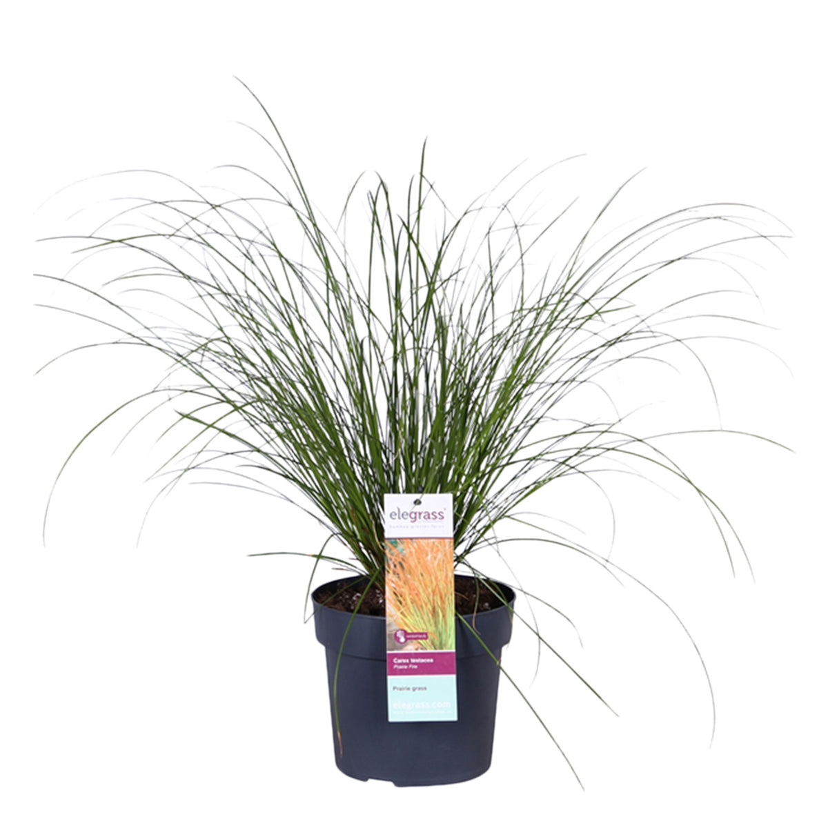 Sedge Carex 'Prairie Fire' green-brown - Hardy plant