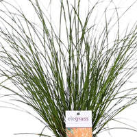 Sedge Carex 'Prairie Fire' green-brown - Hardy plant