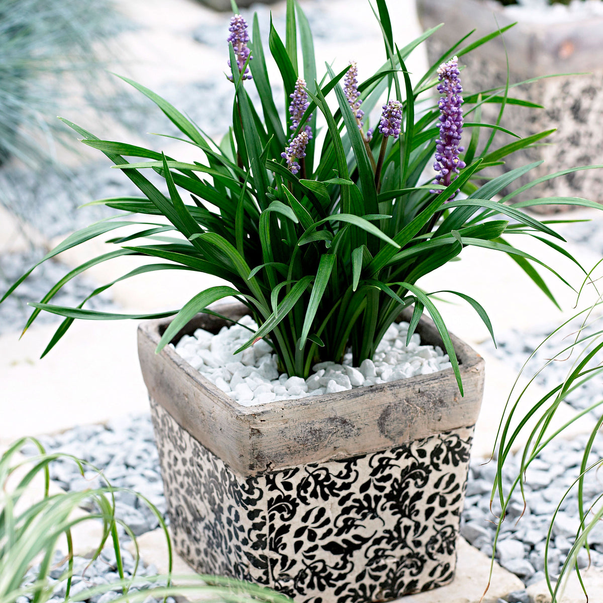 Lilyturf Liriope 'Ingwersen' purple - Hardy plant